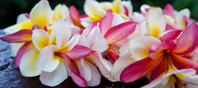 Different Styles of Leis