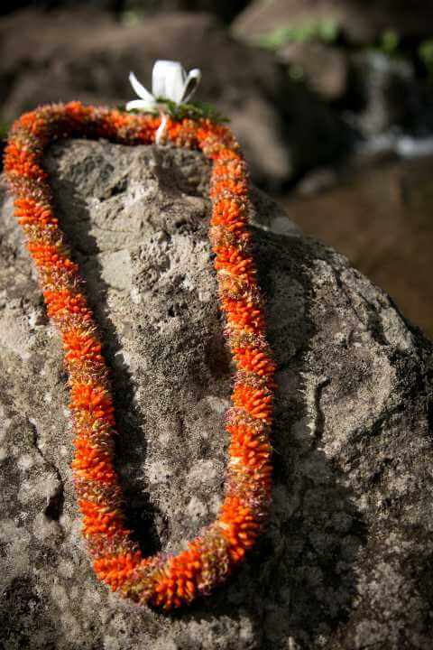 Cigar Lei Greetings on the Big Island of Hawaii