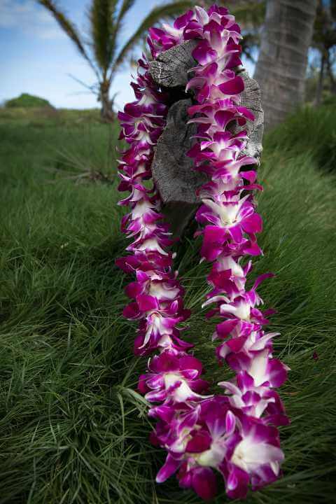 Traditional Airport Lei Greeting on Kona Hawai'i 2024 - Big Island